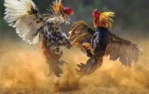 Trực tiếp đá gà tre Mỹ GO99 với các trận đối đầu đỉnh cao